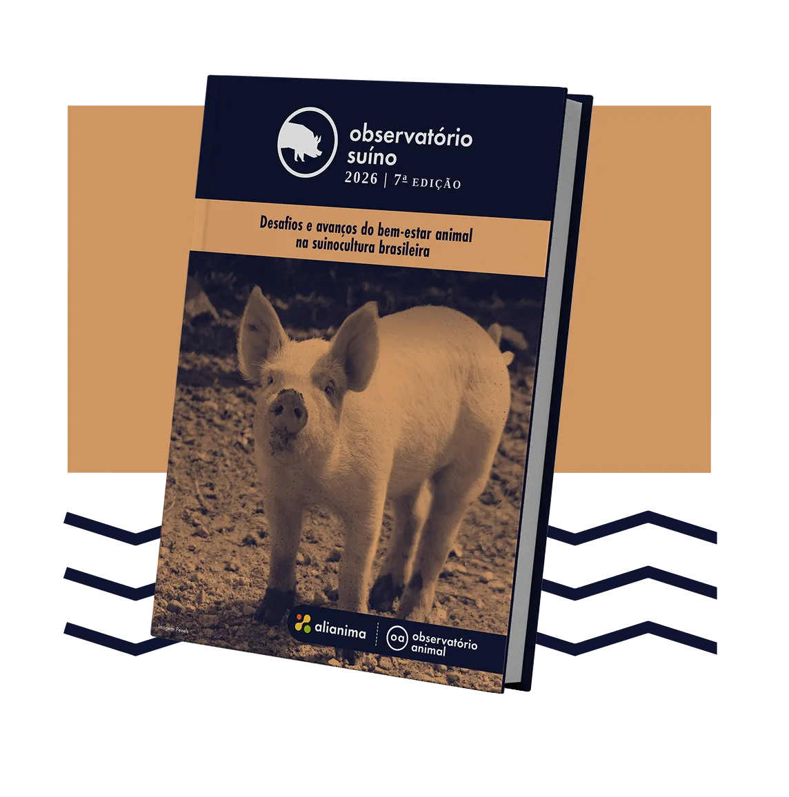 O bem-estar animal na suinocultura brasileira está avançando?